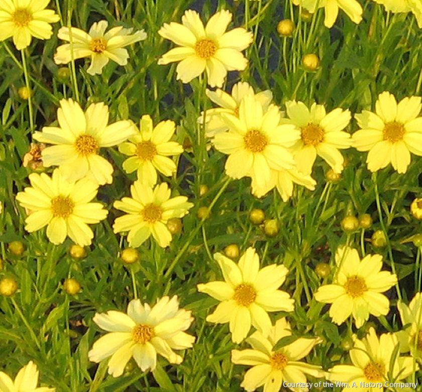 Coreopsis 'Crème Brulée'