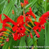 Crocosmia 'Lucifer'