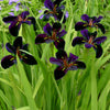 Iris l. 'Black Gamecock'
