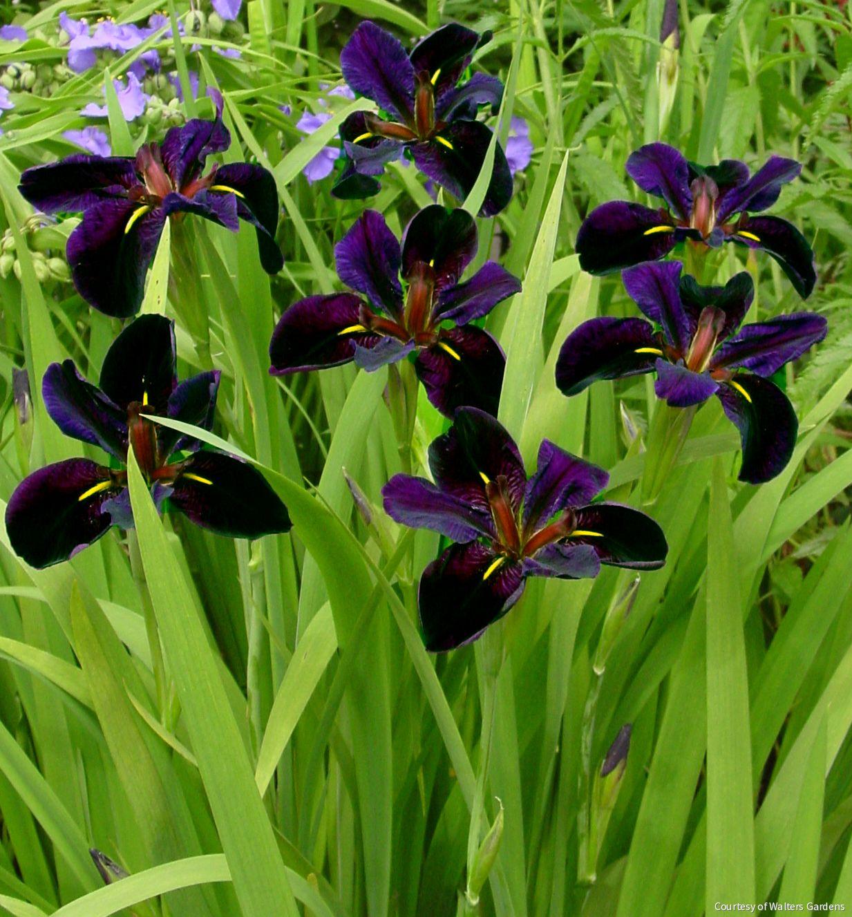 Iris l. 'Black Gamecock'