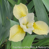Iris s. 'Butter and Sugar'