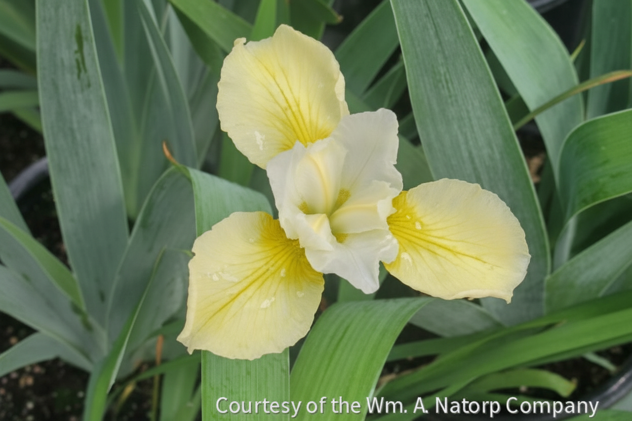 Iris s. 'Butter and Sugar'