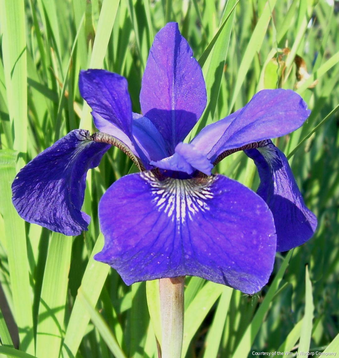 Iris s. 'Caesar's Brother'