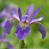 Iris v. 'Purple Flame'