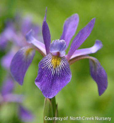 Iris v. 'Purple Flame'