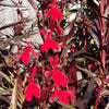 Lobelia 'Queen Victoria'