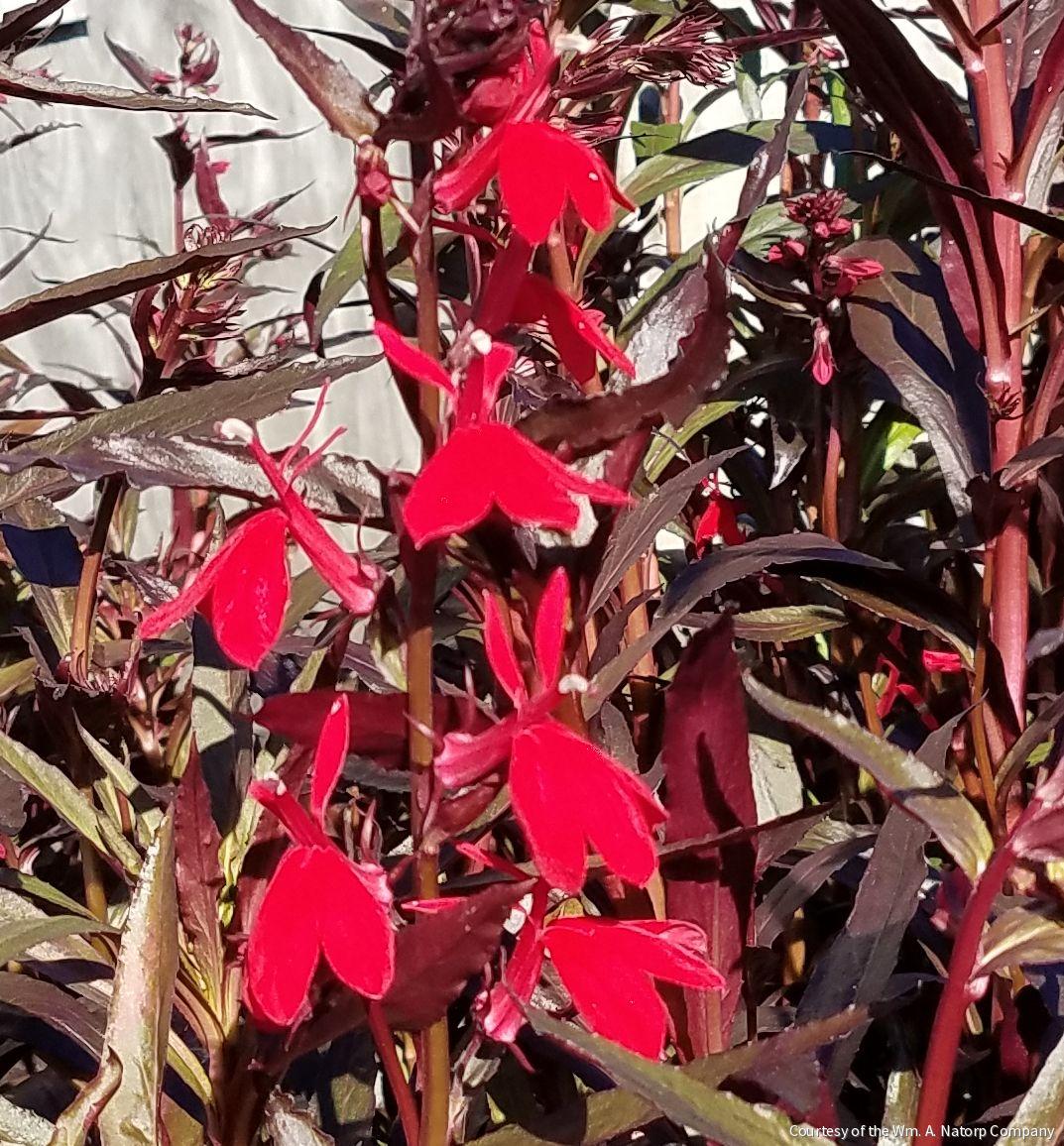 Lobelia 'Queen Victoria'