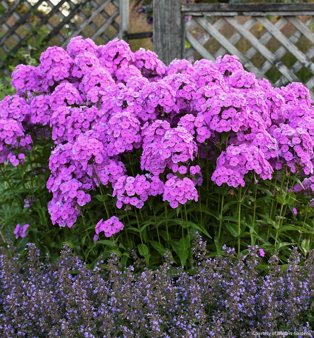 Phlox 'Fashionably Early Flamingo'