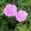 Geranium 'Blushing Turtle'