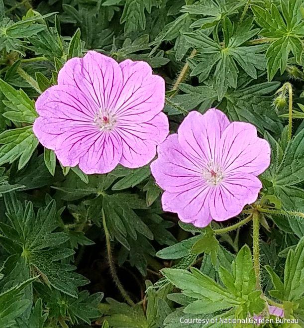 Geranium 'Blushing Turtle'