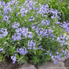 Amsonia x 'Blue Ice'