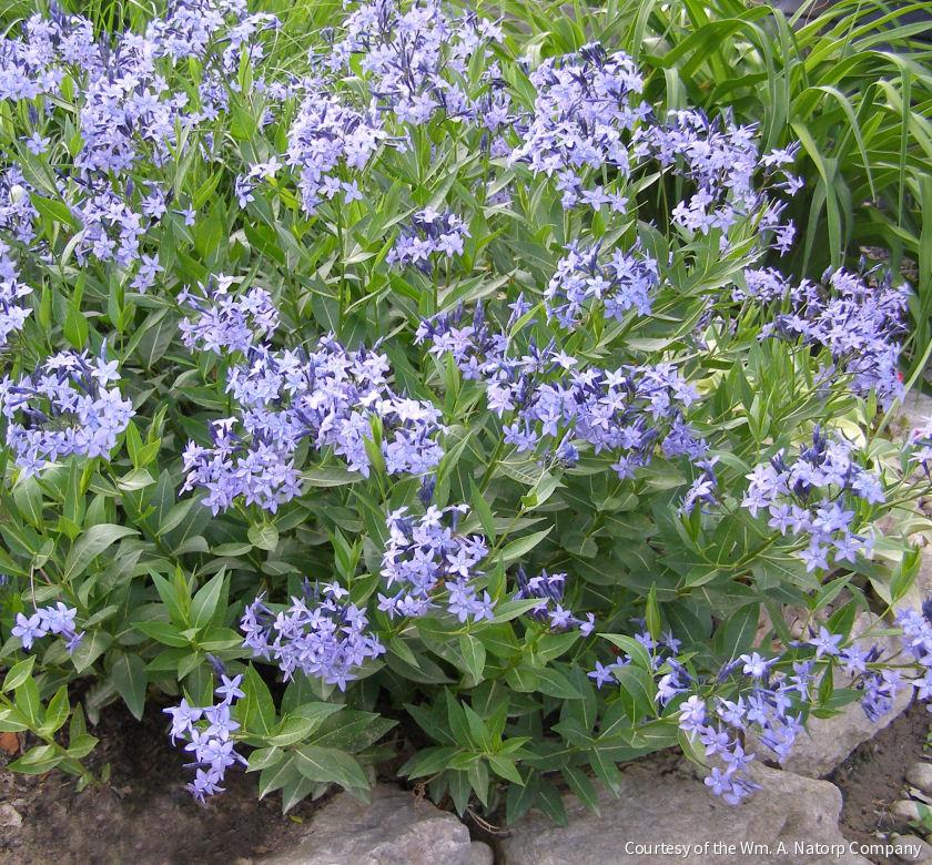 Amsonia x 'Blue Ice'