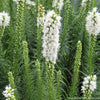 Liatris s. 'Floristan White'