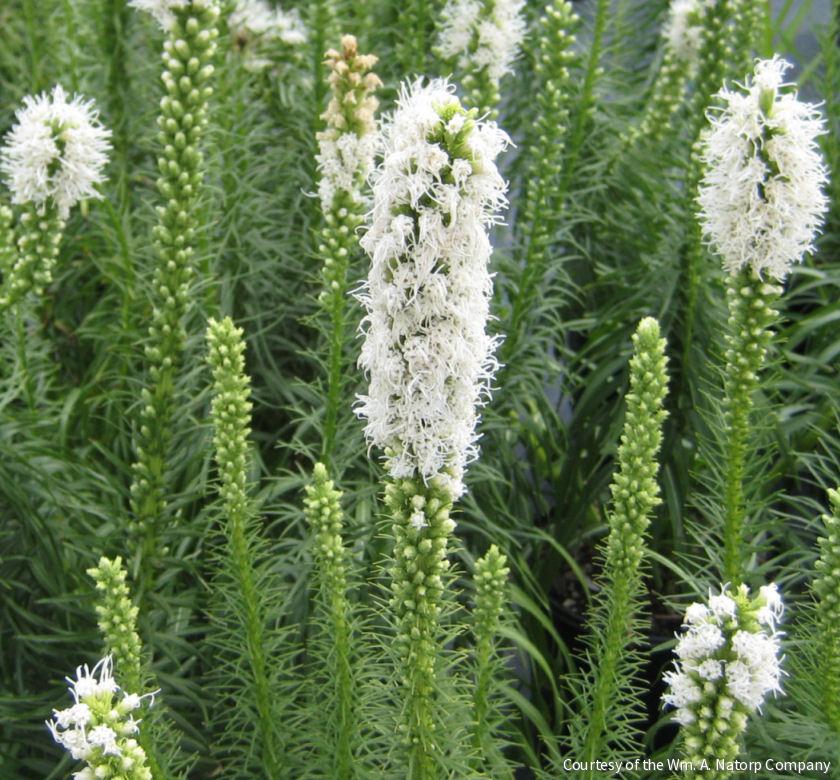 Liatris s. 'Floristan White'
