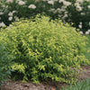 Caryopteris i. Sunshine Blue® II