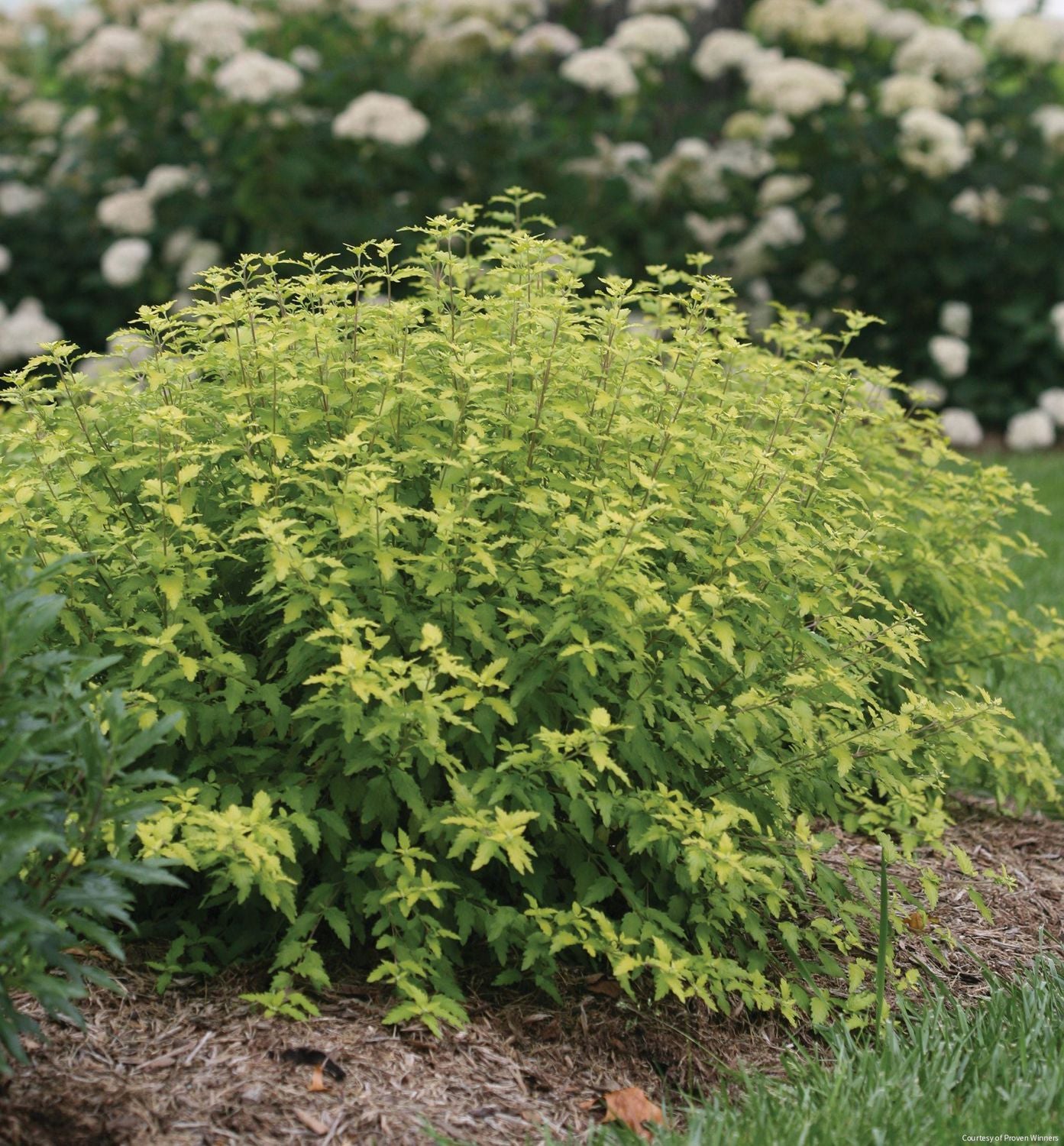 Caryopteris i. Sunshine Blue® II
