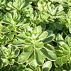 Sedum k. 'Variegatum'