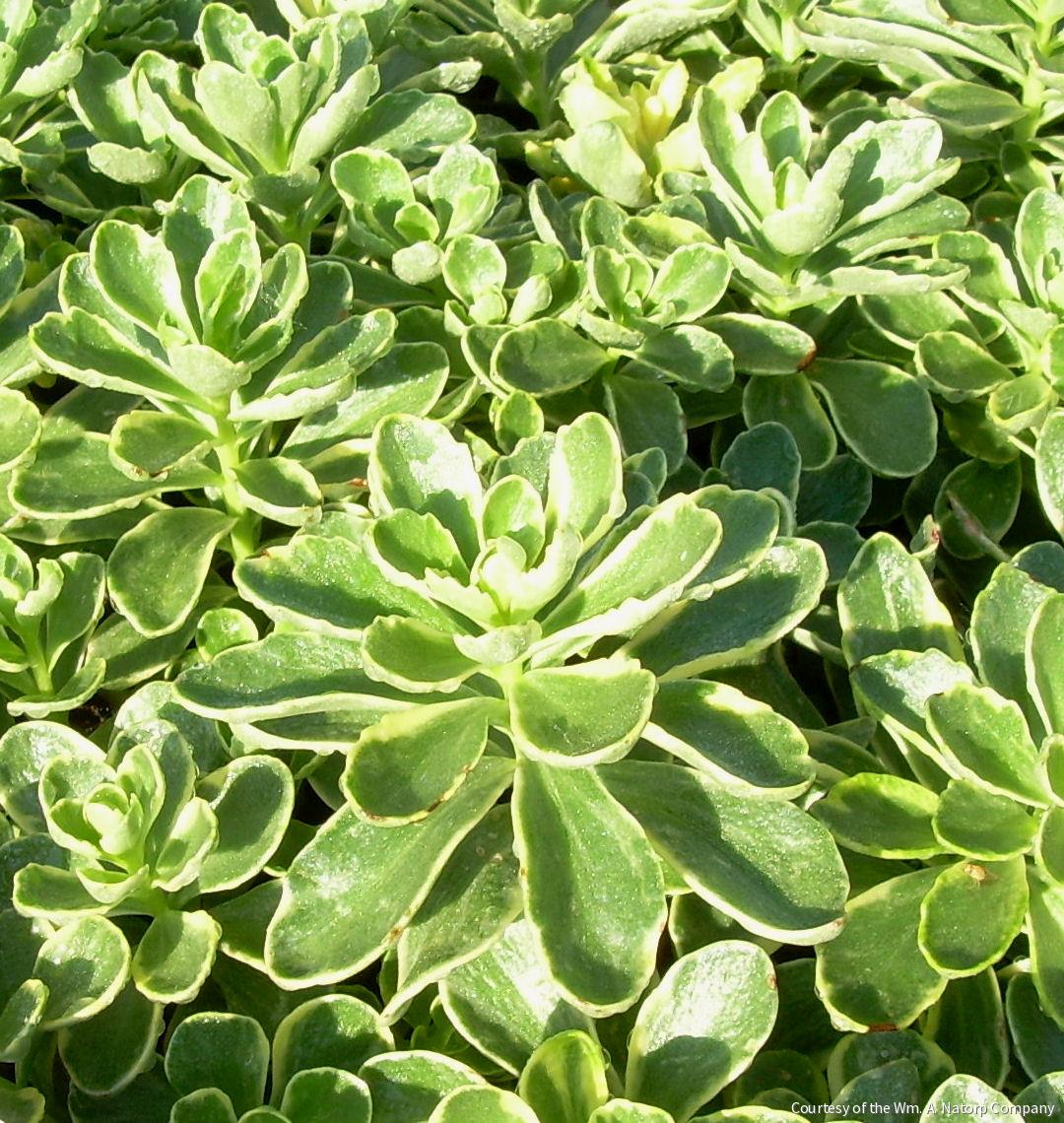 Sedum k. 'Variegatum'