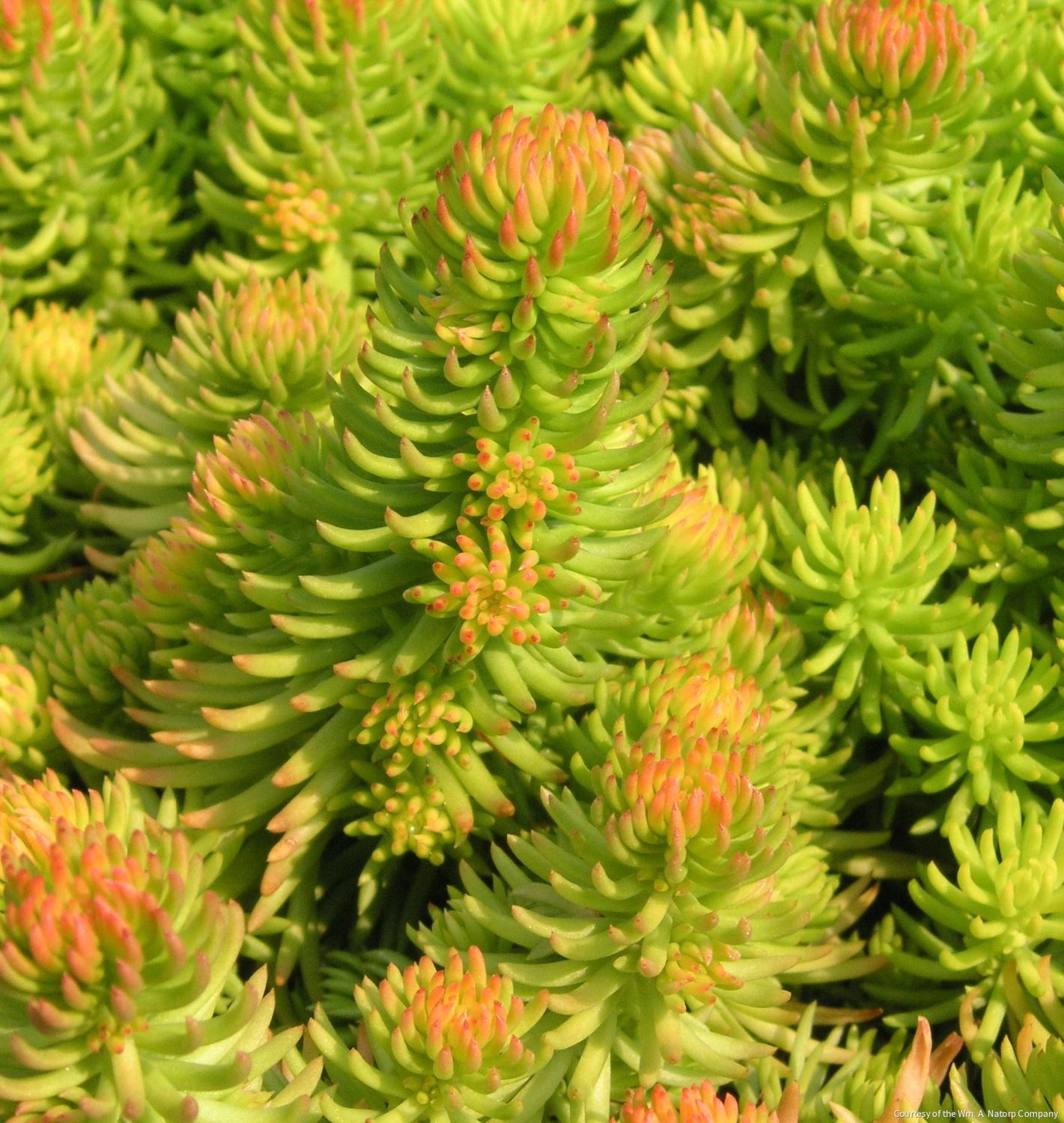 Sedum r. 'Angelina'