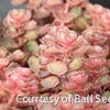 Sedum s. 'Dragon's Blood'