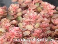 Sedum s. 'Dragon's Blood'