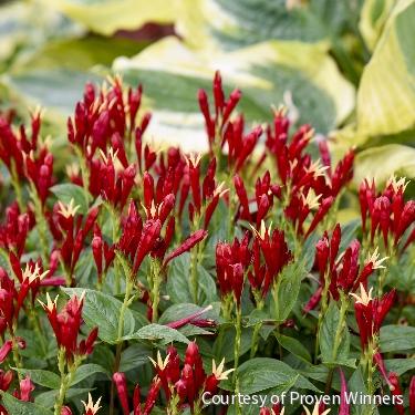 Spigelia m. 'Apple Slices'