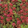 Sedum s. 'Fulda Glow'
