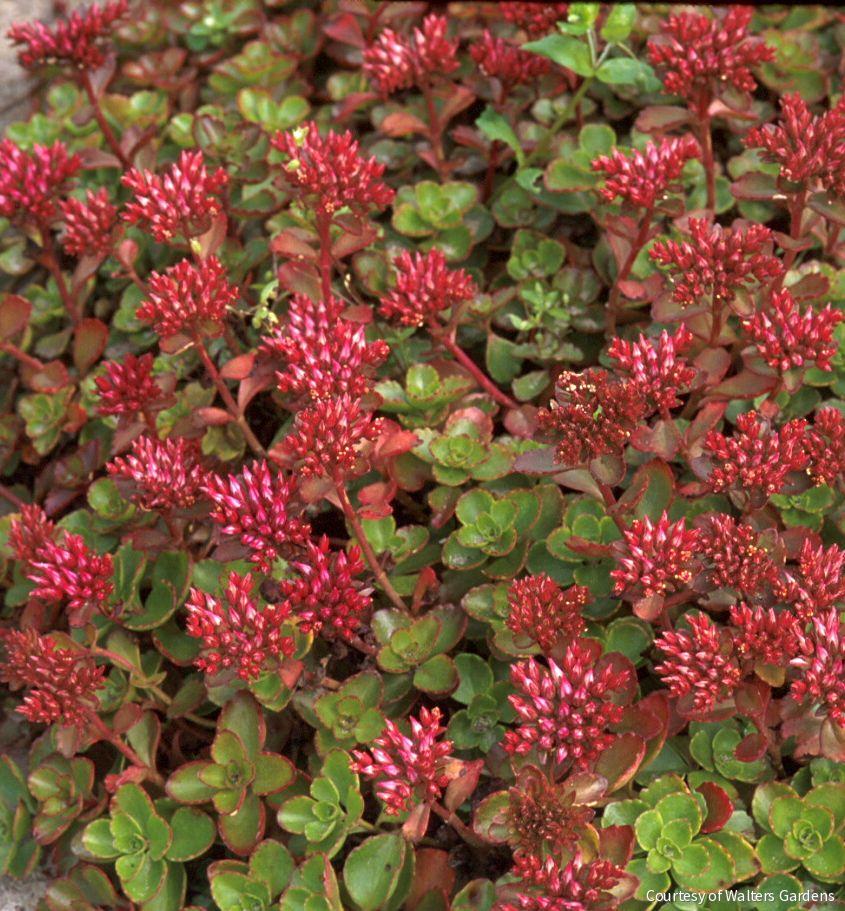 Sedum s. 'Fulda Glow'