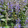 Ajuga r. 'Chocolate Chip'