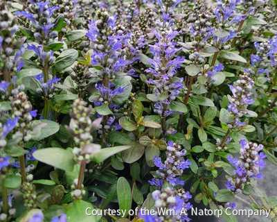 Ajuga r. 'Chocolate Chip'
