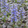 Ajuga r. 'Catlin's Giant'
