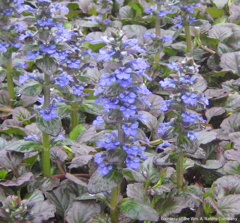 Ajuga r. 'Catlin's Giant'
