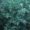 Artemisia x 'Powis Castle'