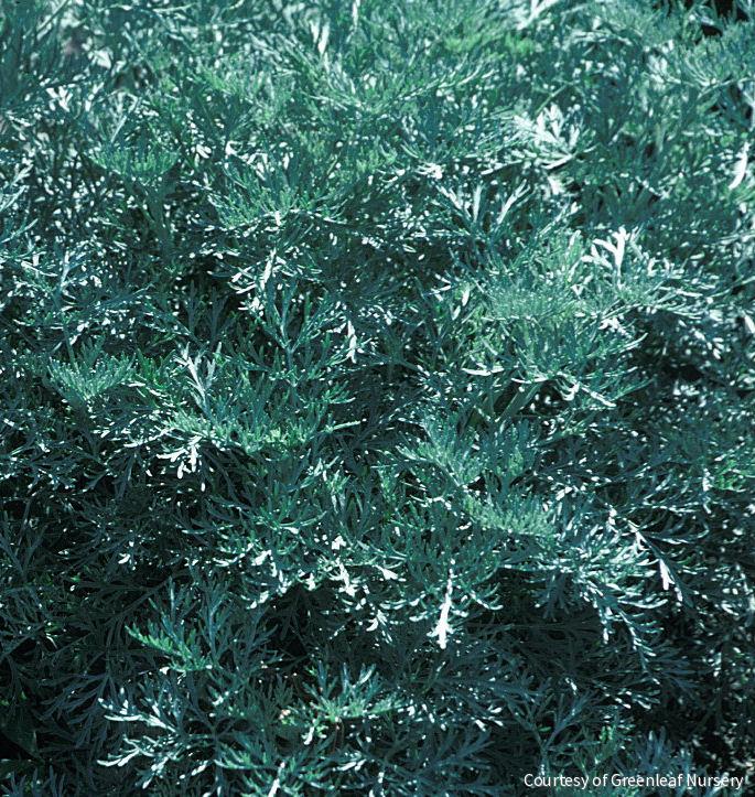 Artemisia x 'Powis Castle'