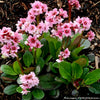 Bergenia 'Pink Dragonfly'