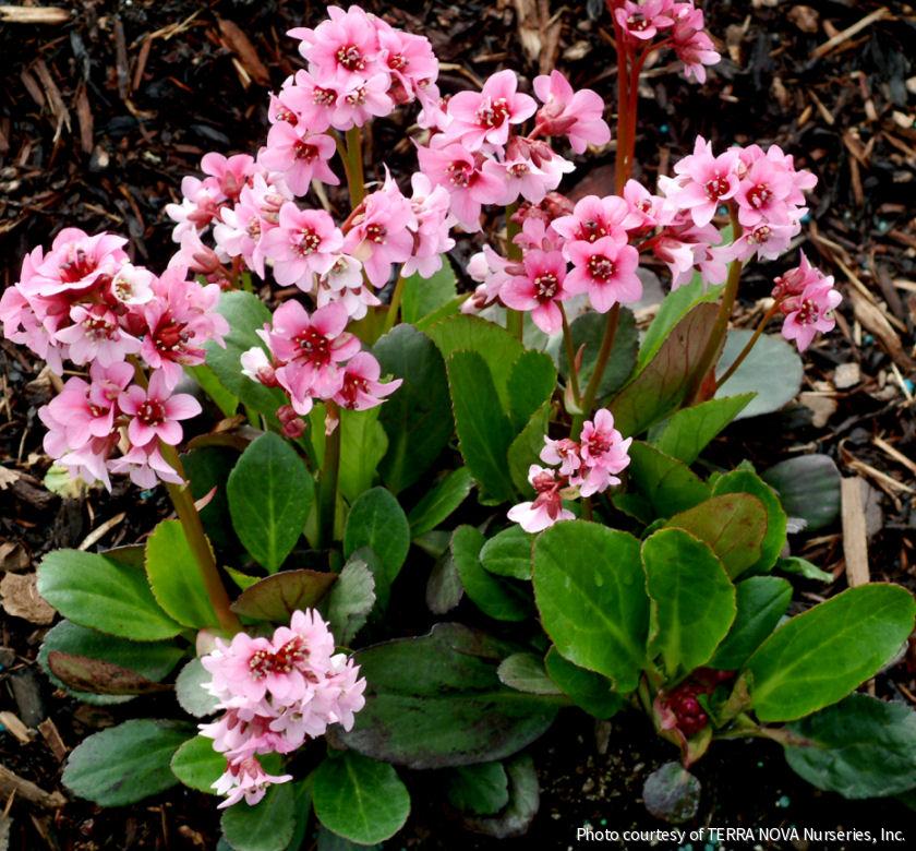 Bergenia 'Pink Dragonfly'