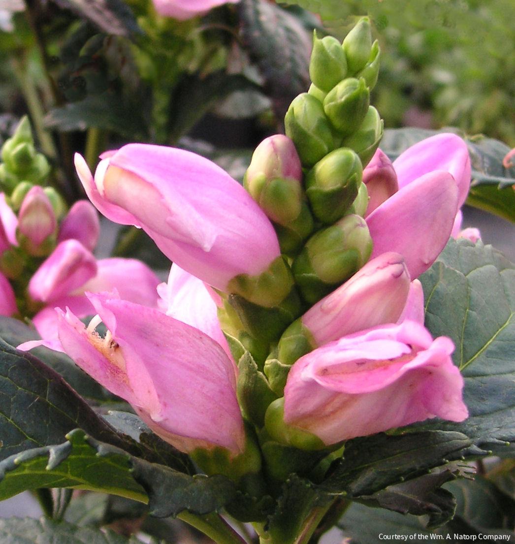 Chelone l. 'Hot Lips'