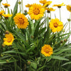 Coreopsis g. 'Sunfire'