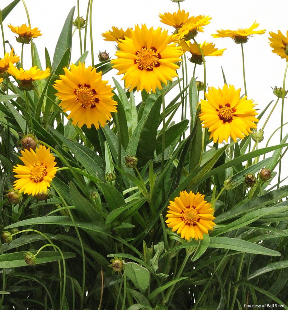 Coreopsis g. 'Sunfire'