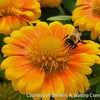 Gaillardia 'Arizona Apricot'