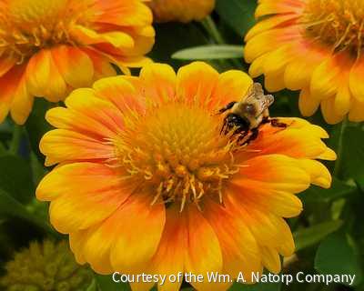 Gaillardia 'Arizona Apricot'