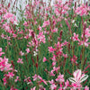 Gaura l. 'Siskiyou Pink'