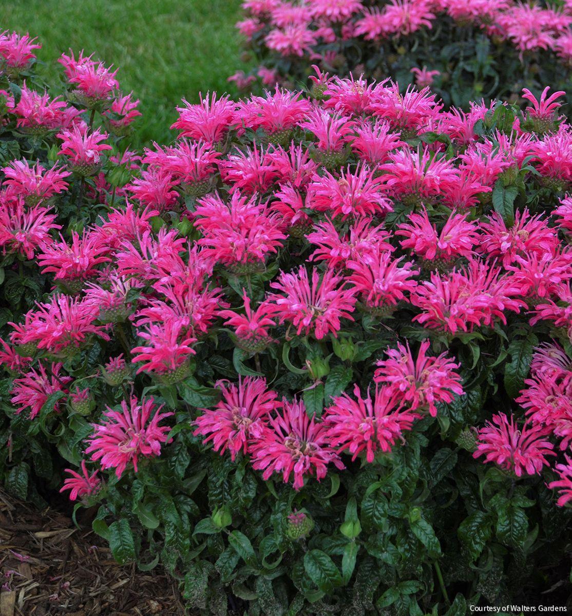 Monarda 'Electric Neon Pink' – Rhodes Greenhouses