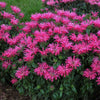 Monarda 'Electric Neon Pink'