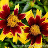 Coreopsis g. 'Super Star'
