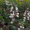 Penstemon d. 'Husker Red'