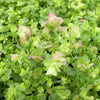 Origanum 'Kent Beauty'