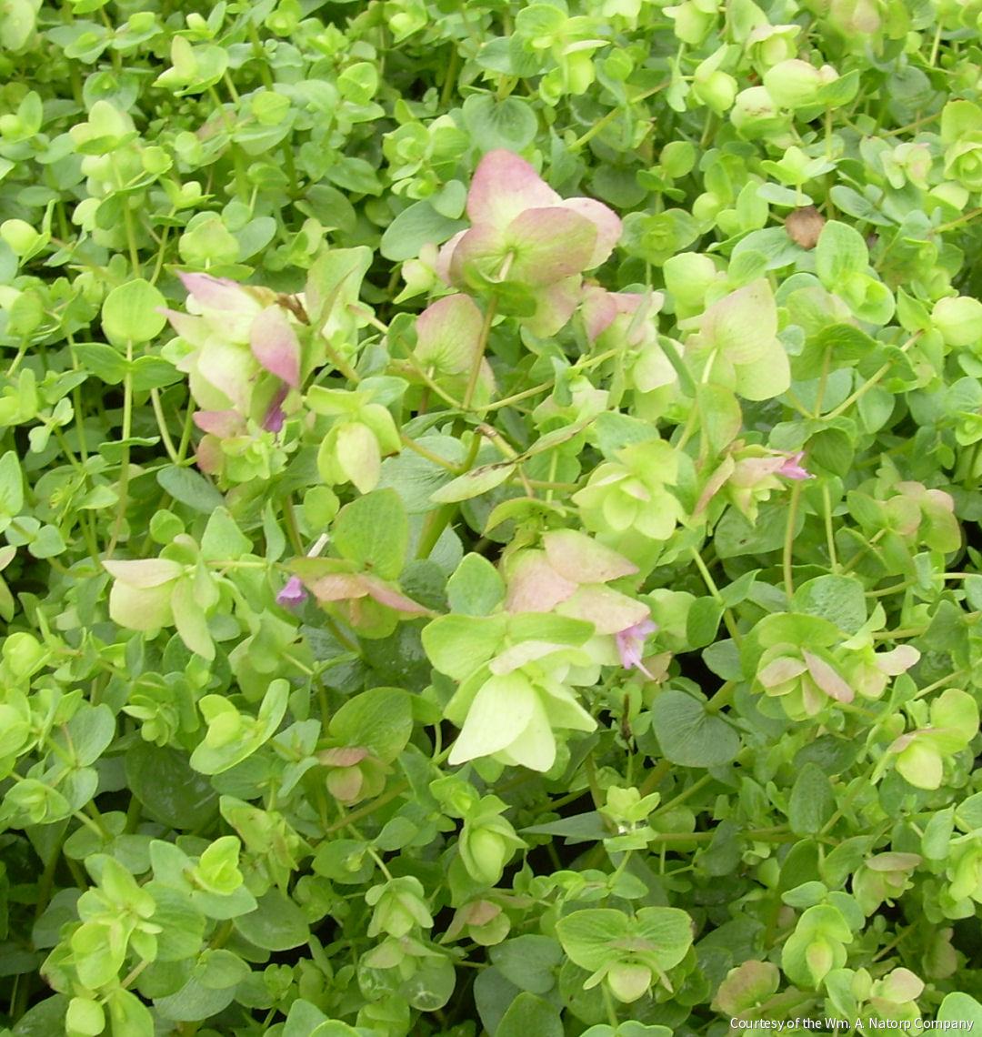 Origanum 'Kent Beauty'