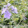 Phlox d. 'Blue Moon'