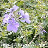 Phlox d. 'Blue Moon'